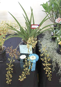 Cymbidium canaliculatum