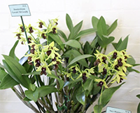 Dendrobium Gerald McCraith