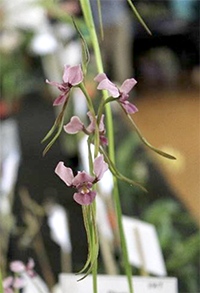Diuris punctata