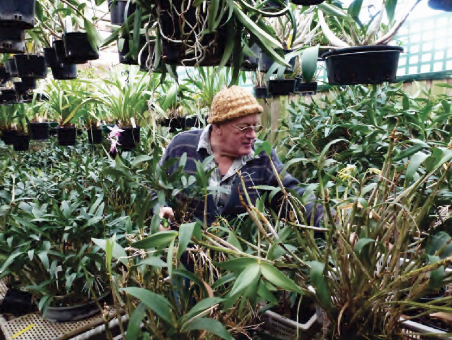 David Canons shadehouse