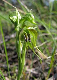 Pterostylis boormanii