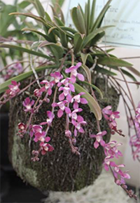 Plectochilus Austral Triumph