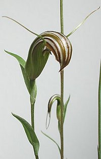 Pterostylis truncata