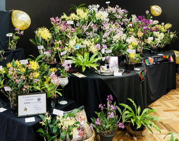 Orchid Display