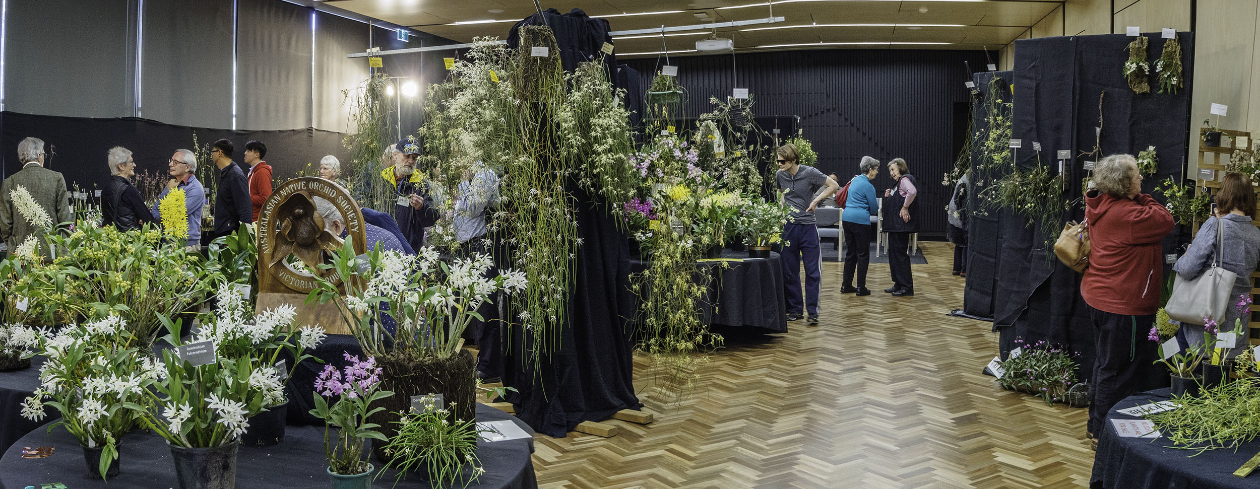 Orchid Display