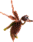 Caleana major