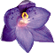 Thelymitra merraniae