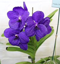 Vanda Pachara Blue